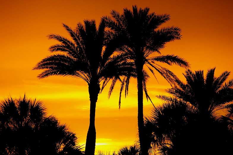 Silhouette Palm Trees Sunset