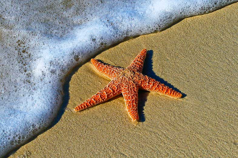 Star Fish on Sand Beach