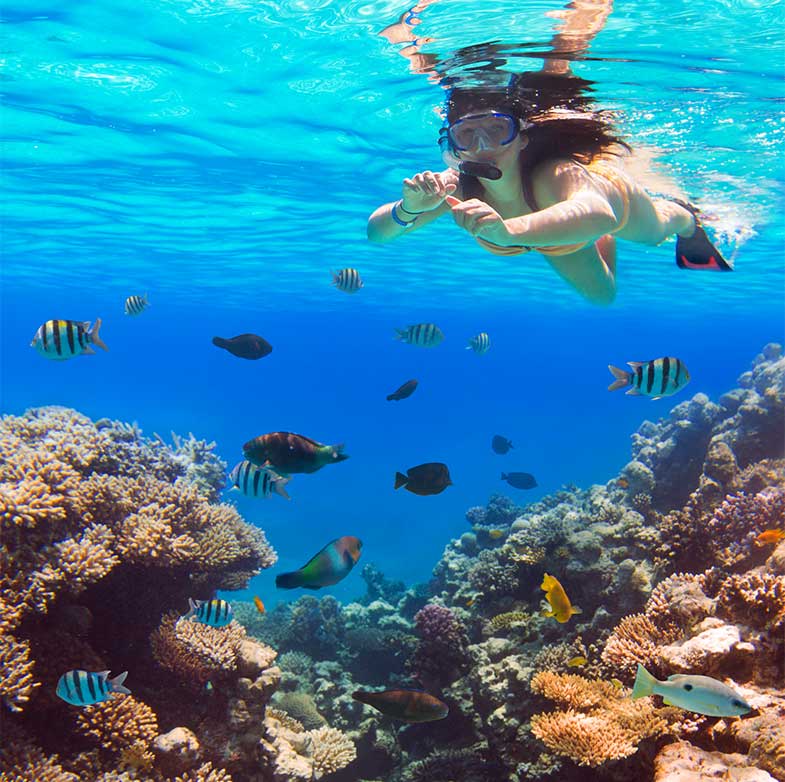 Person Snorkeling With Tropical Fish and Coral Reefs