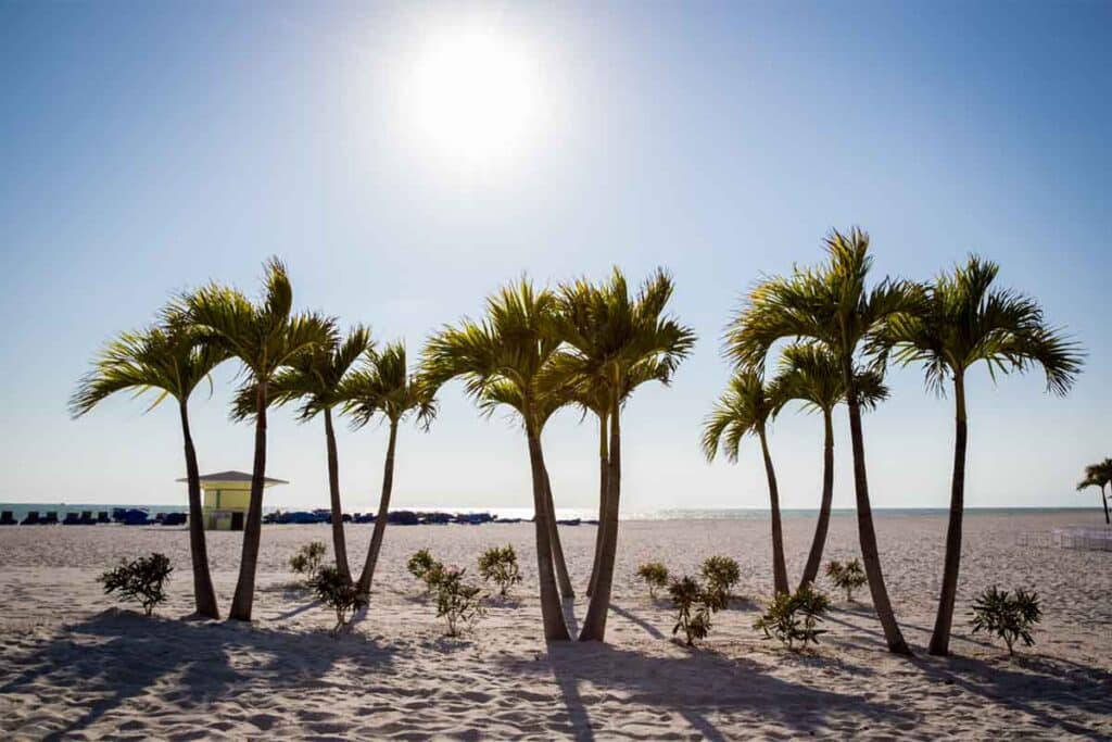 St. Pete Beach Palm Trees