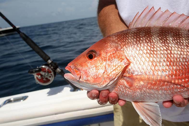 Florida Fishing Red Snapper Fish