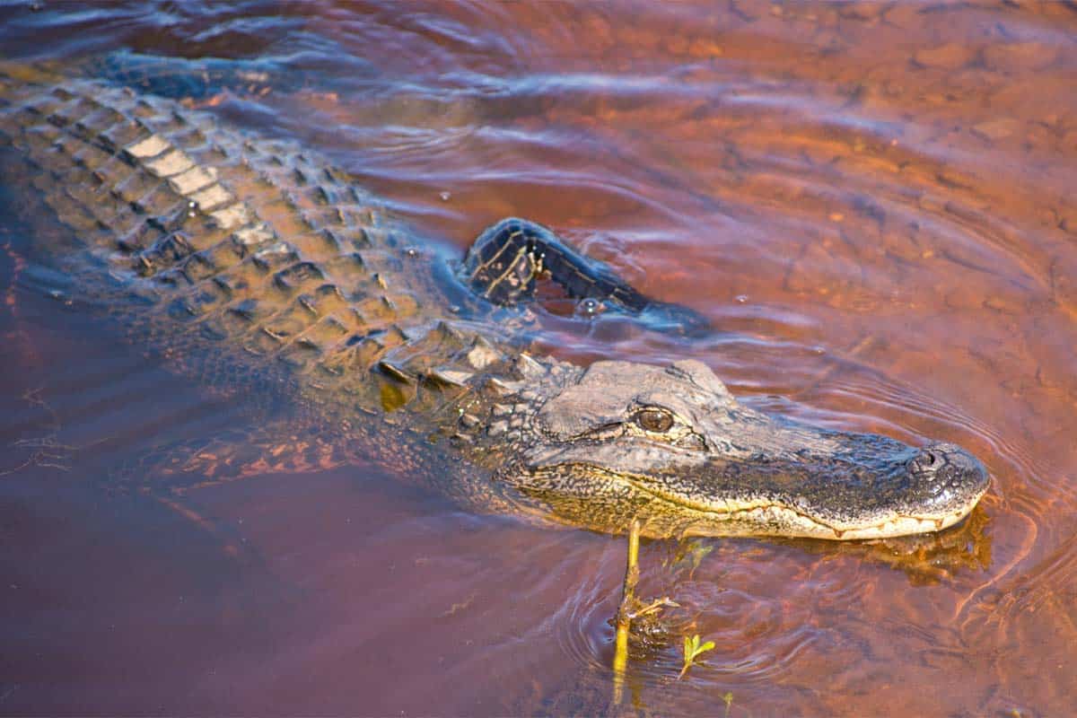 Are There Alligators in (Where?) Sunlight Living