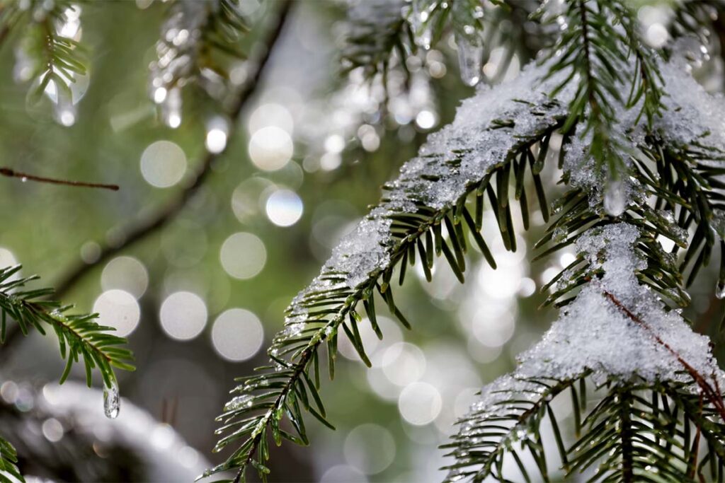 Winter Snow Frost