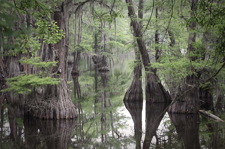 Louisiana Swamp