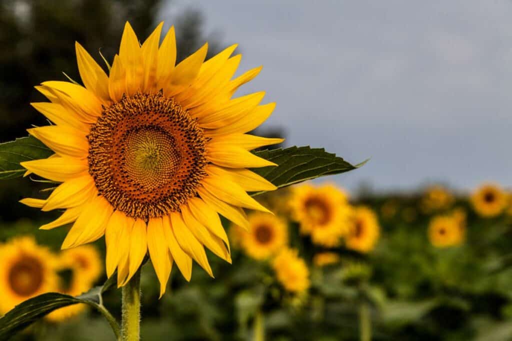Sunflower Kansas Beauty