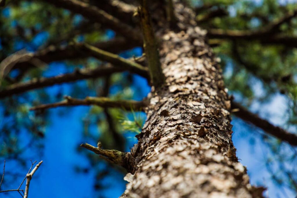 Raleigh, USA, Tree