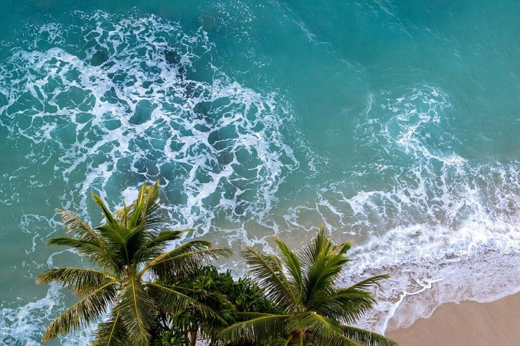 Green Palm Trees Next to the Ocean