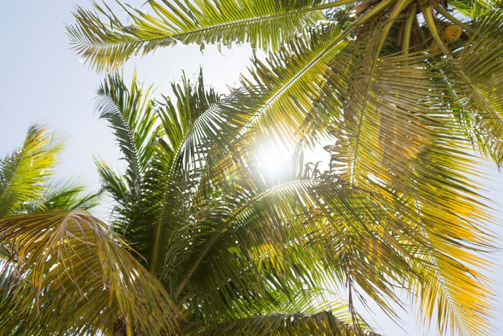 Palm Trees Under the Sun