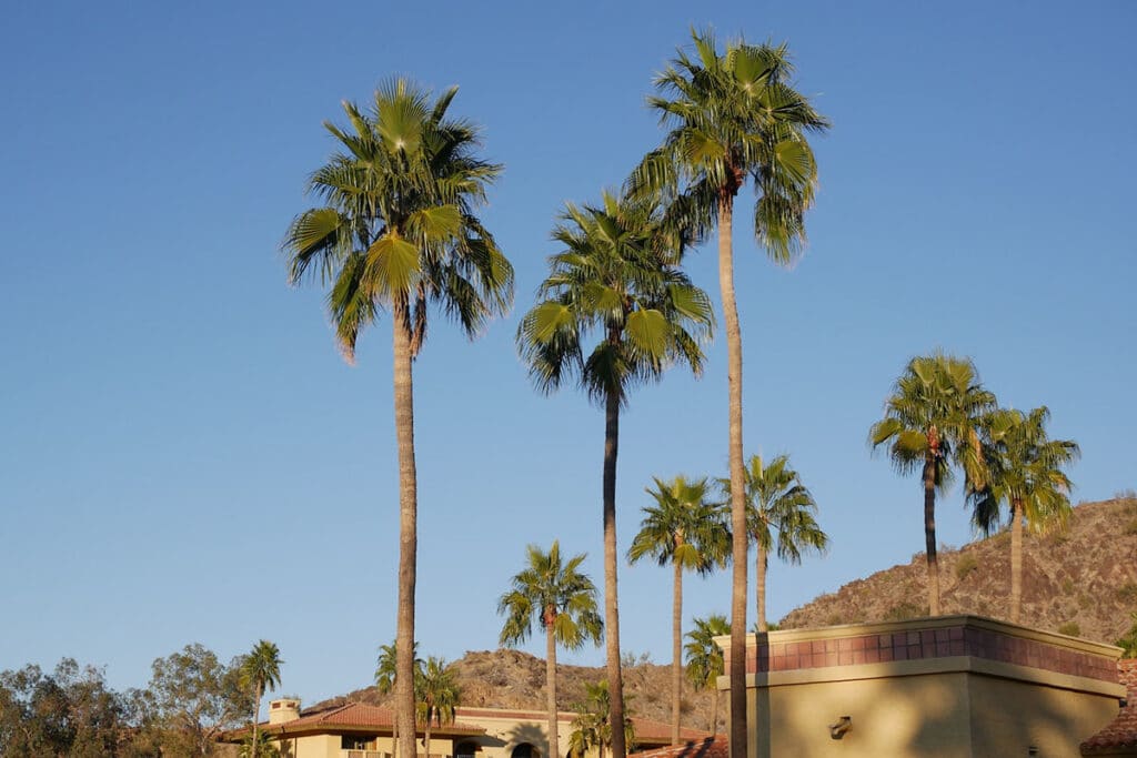 Phoenix, Arizona, Homes and Palm Trees