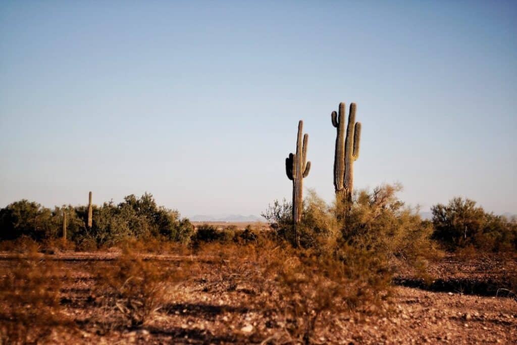 Two Green Cactus Plants